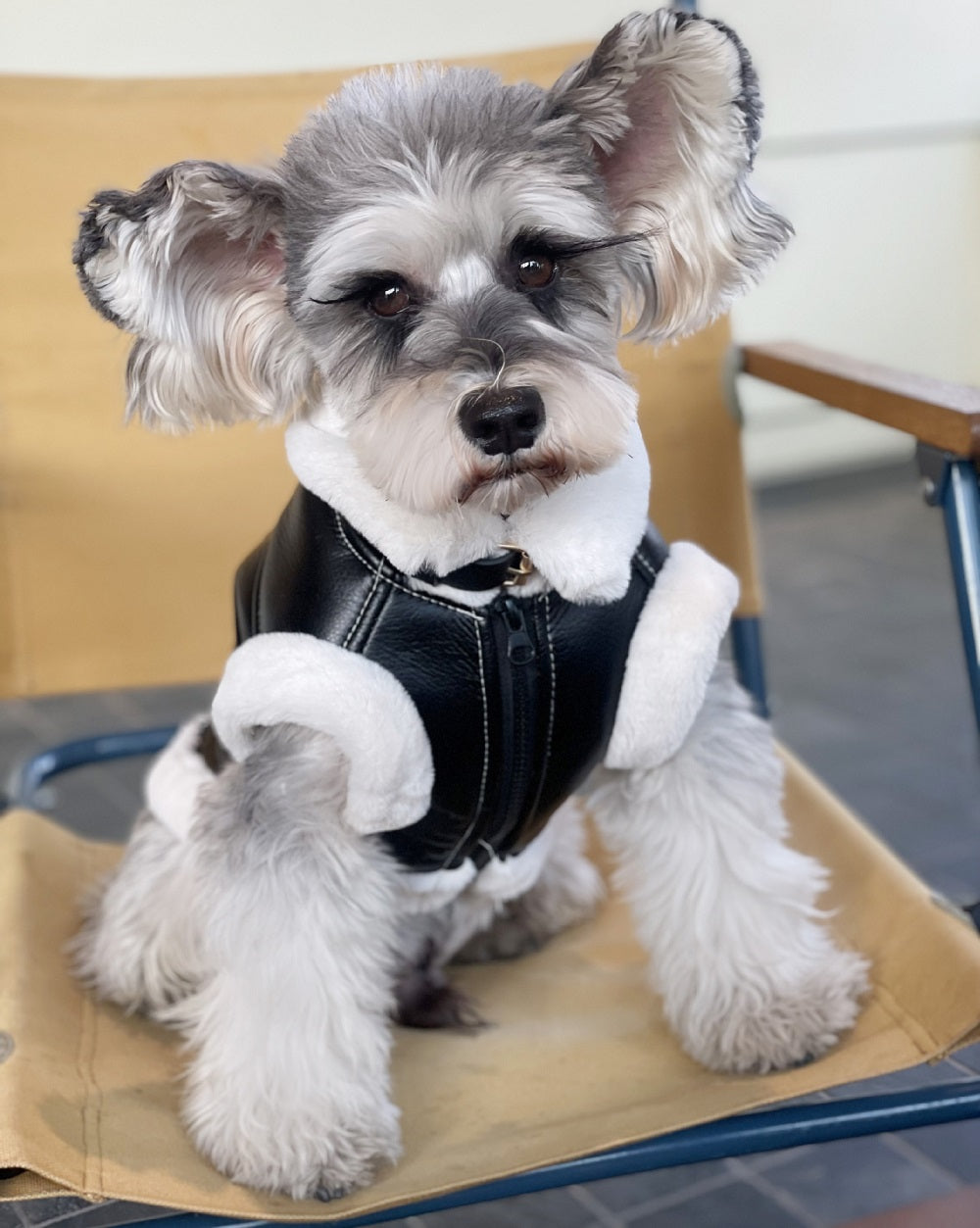 Biker jacket for dogs
