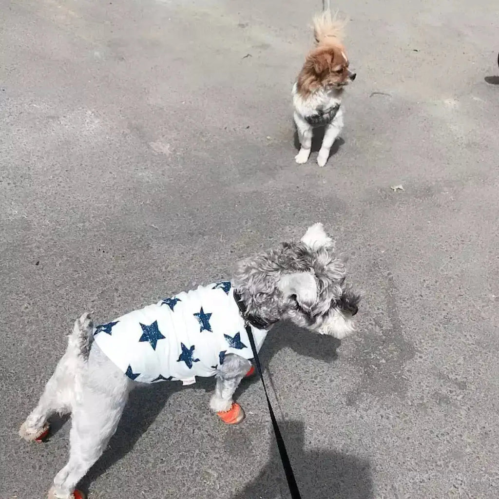 cozy pet shirts