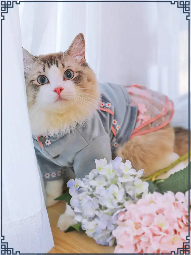 Pet cat dress
