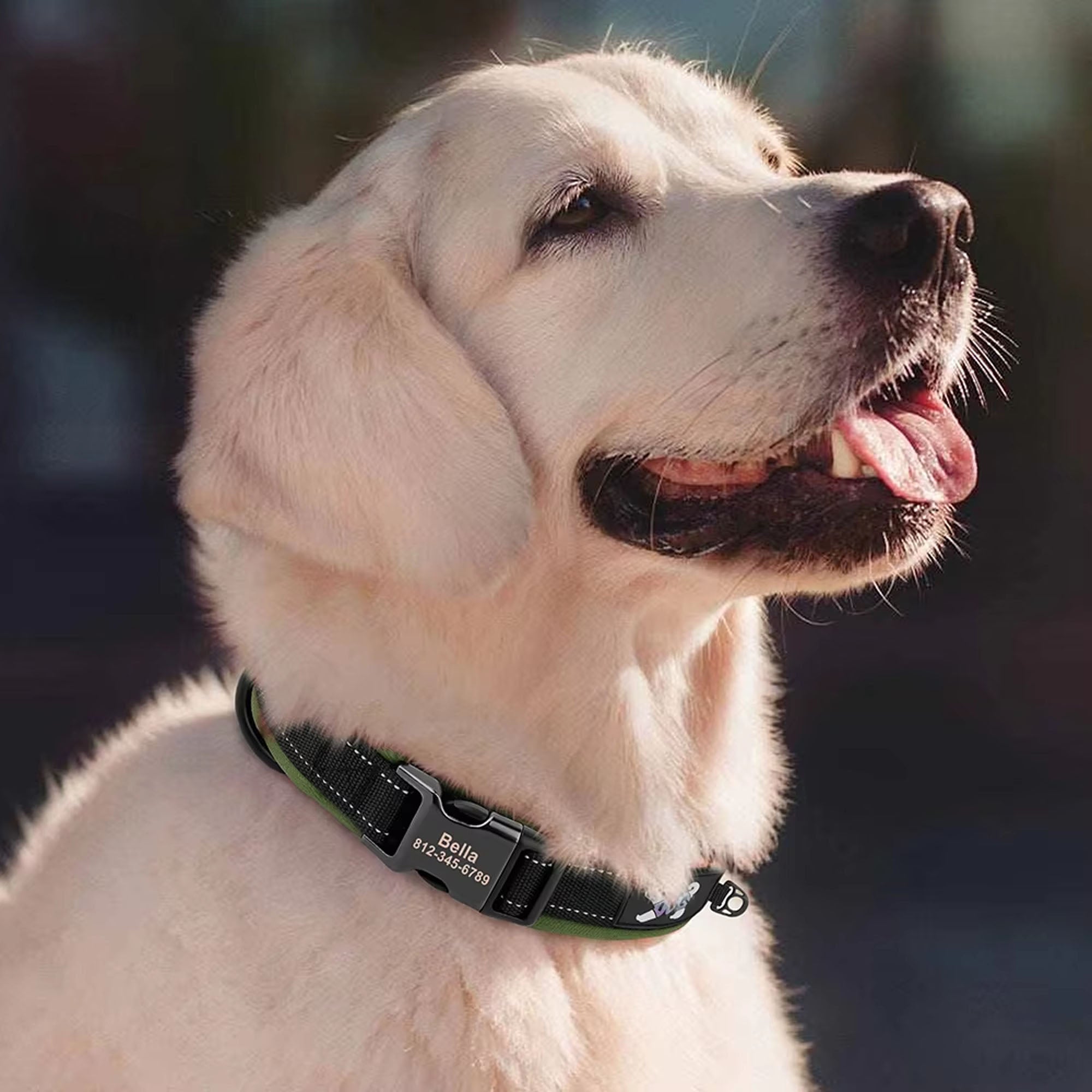 Personalized Dogs Padded Collars